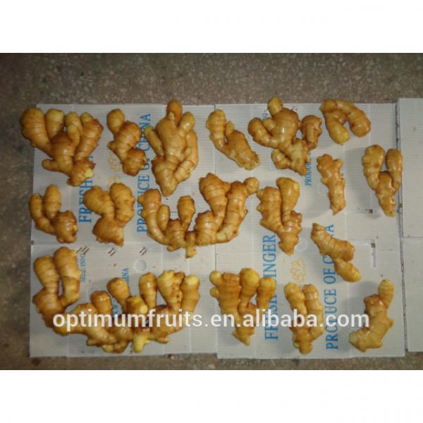 China Shandong garlic&amp;ginger exporters #5 image