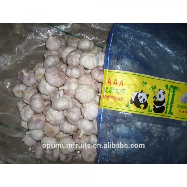 China Shandong jining garlic exporter #1 image