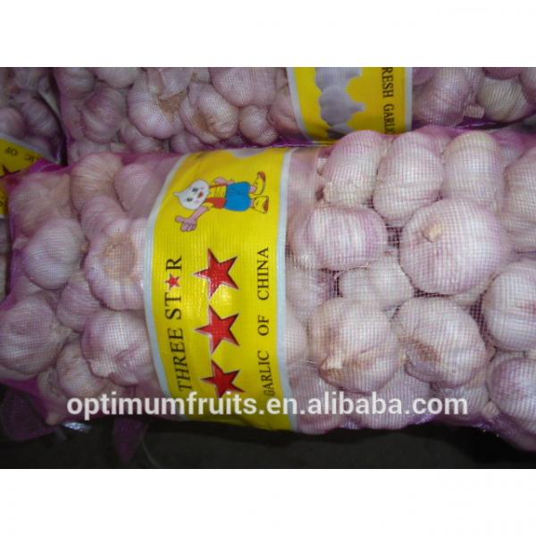 China Shandong jining garlic exporter #3 image