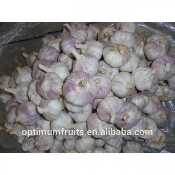 China Shandong jining garlic exporter #4 image