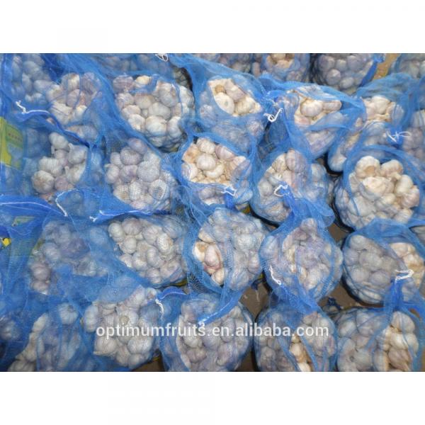 China Shandong jining garlic exporter #6 image