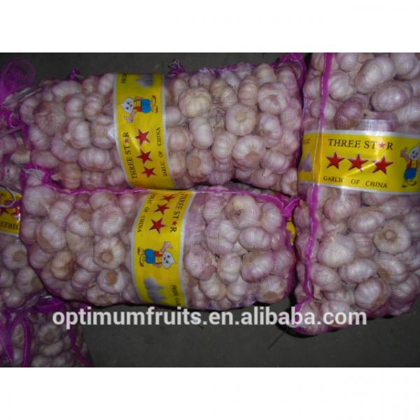 20kg chinese garlic price #3 image
