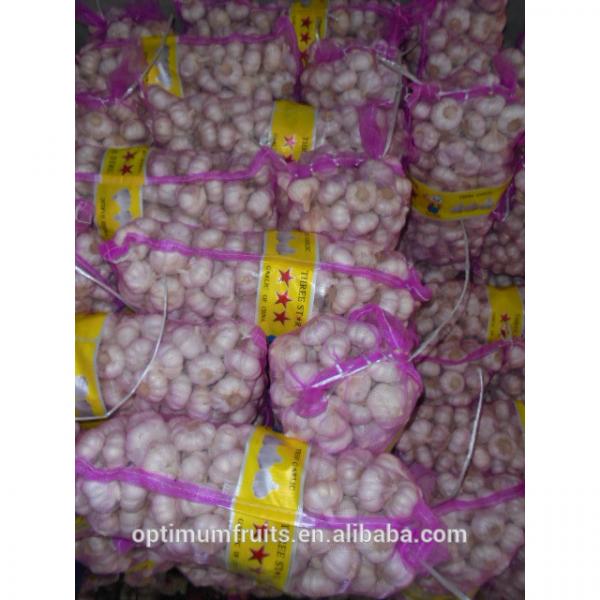 20kg chinese garlic price #5 image