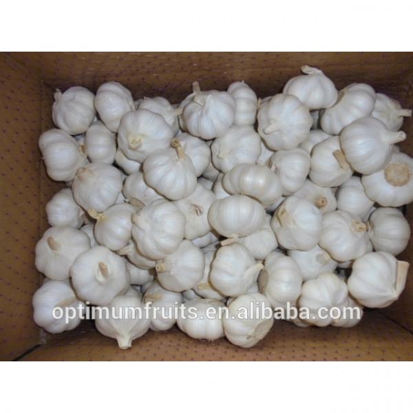 Pure white fresh natural garlic supplier from China #1 image