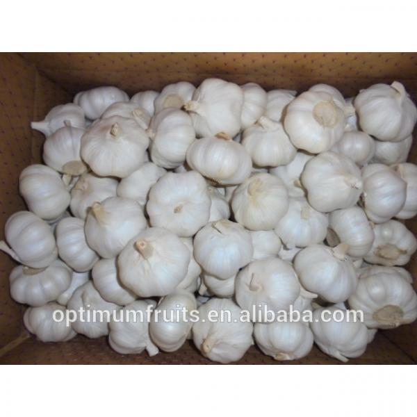 Pure white fresh natural garlic supplier from China #5 image