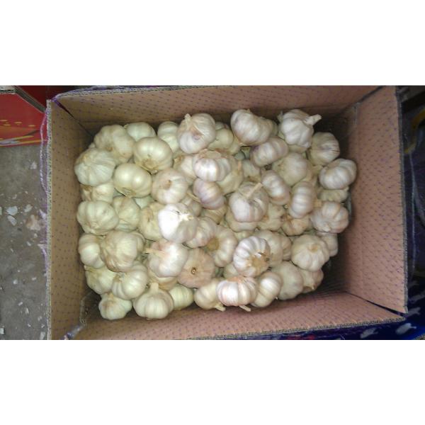 2017 new crop garlic from jinxiang with lower price #4 image