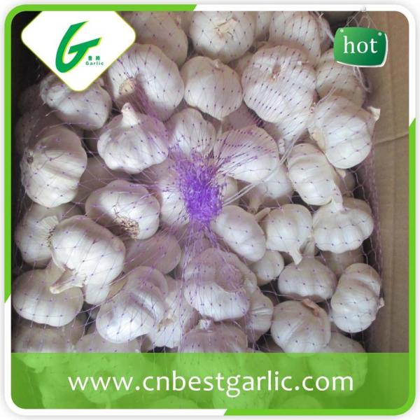 Fresh natural pure white natural garlic supplier #1 image