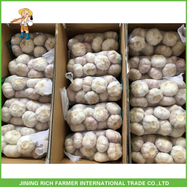 High Qulity And Good Price Fresh Normal White Garlic 5.0cm /5p In 10 kg Carton For Russia #4 image