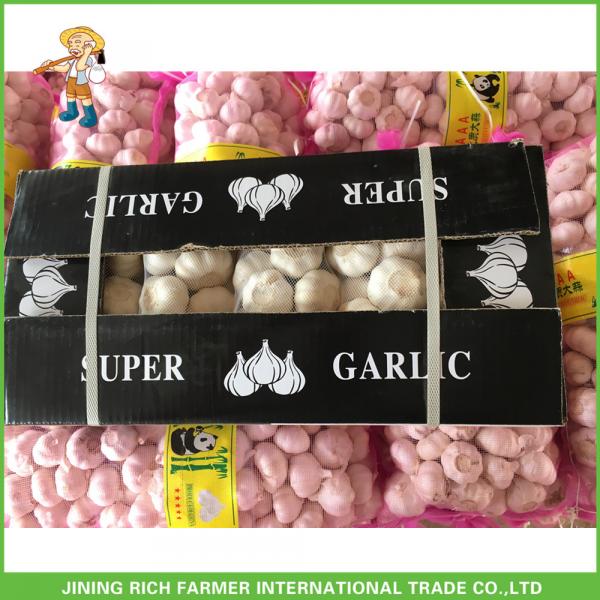 Hot Sale Fresh Normal White Garlic 5.0 cm /5p In 4 Mesh Bag For Jordan #2 image