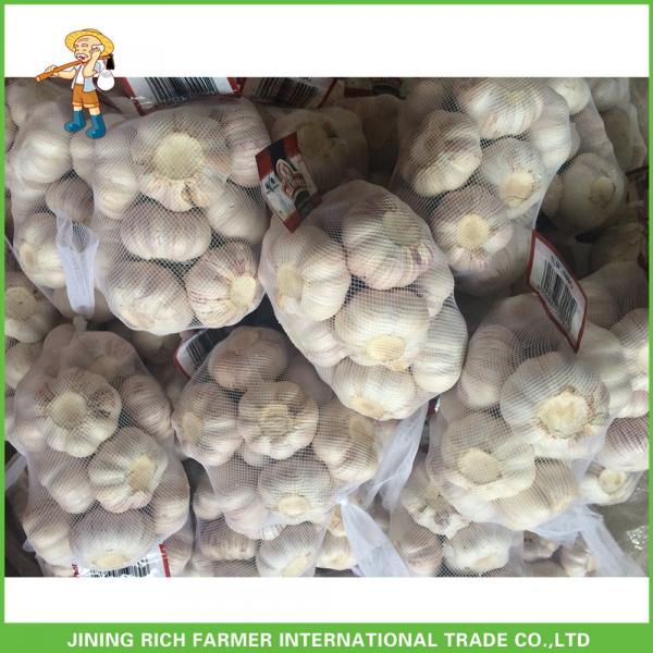 Hot Sale Fresh Normal White Garlic 5.0 cm /5p In 4 Mesh Bag For Jordan #5 image