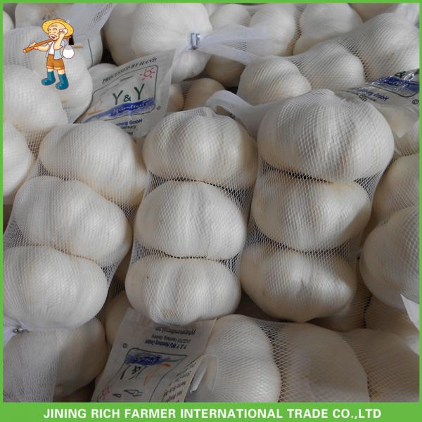 Hot Sale Top Quality New Crop Fresh Pure White Garlic 5.0 cm In 10KG Carton For Tunisia #1 image