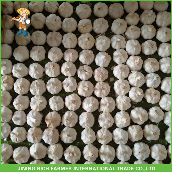 Hot Sale Top Quality New Crop Fresh Pure White Garlic 5.0 cm In 10KG Carton For Tunisia #3 image