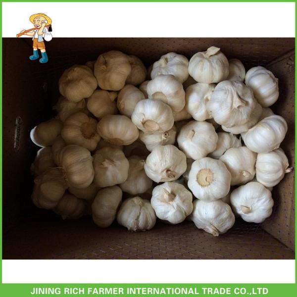 Hot Sale Top Quality New Crop Fresh Pure White Garlic 5.0 cm In 10KG Carton For Tunisia #4 image