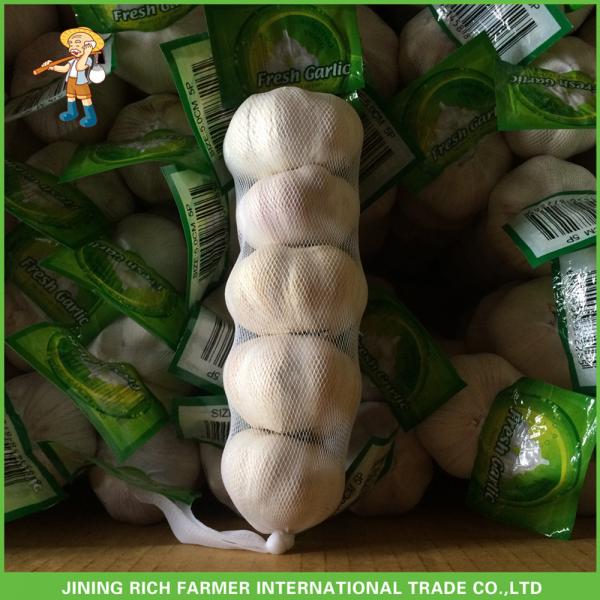 2017 Fresh Normal White Garlic 5.5CM In 10KG Carton For Brazil Cheapest Price High Quality #5 image