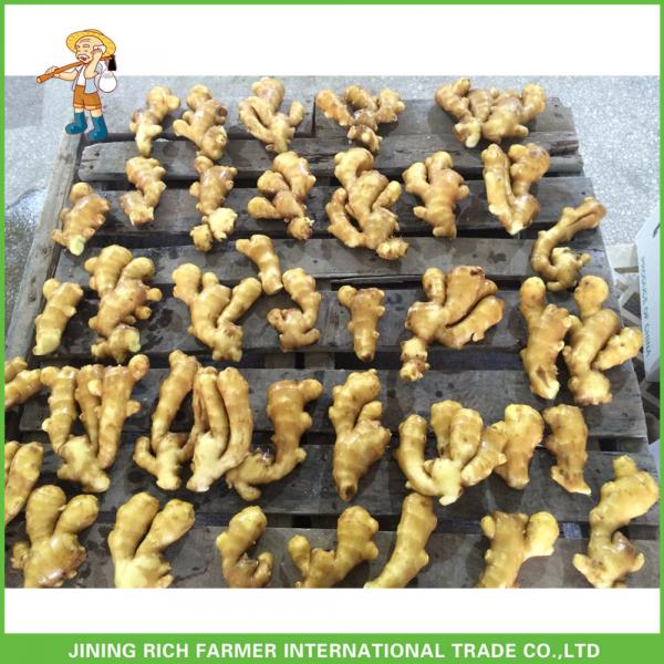 2017 Fresh Ginger Factory Directly Supply For Sale #1 image