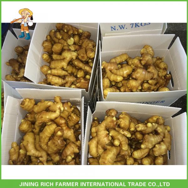 Wholesale Export Naturally Dried Fresh Ginger 200g From #1 image