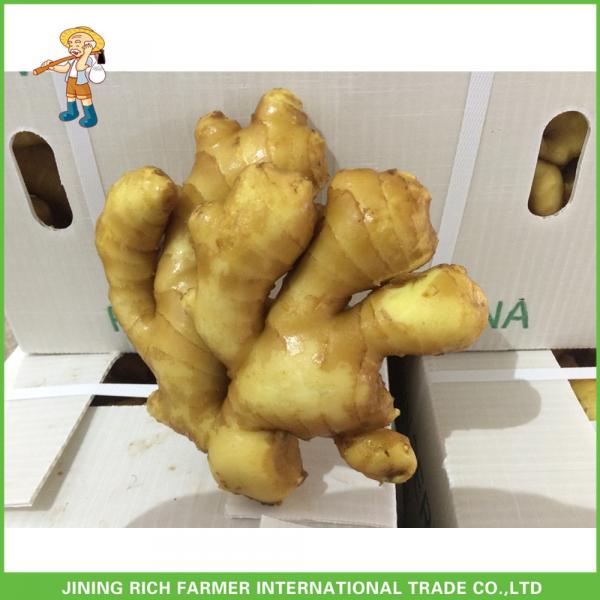 2017 Top Quality Fresh Ginger For Sale #1 image