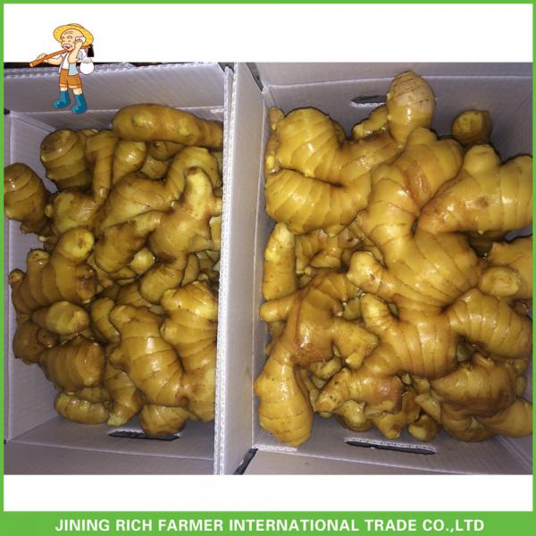Sale High Quality Chinese Fresh Ginger 150g Up #1 image