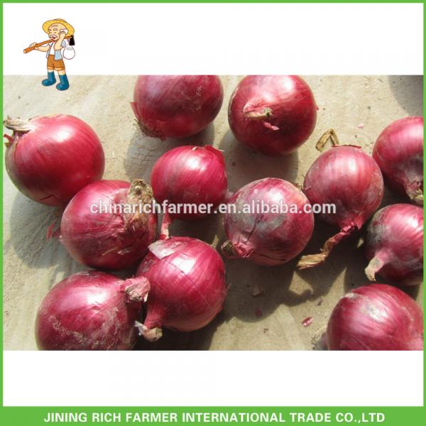 High Quality Fresh Onion of 5-7cm Size Supplier and Exporter #1 image