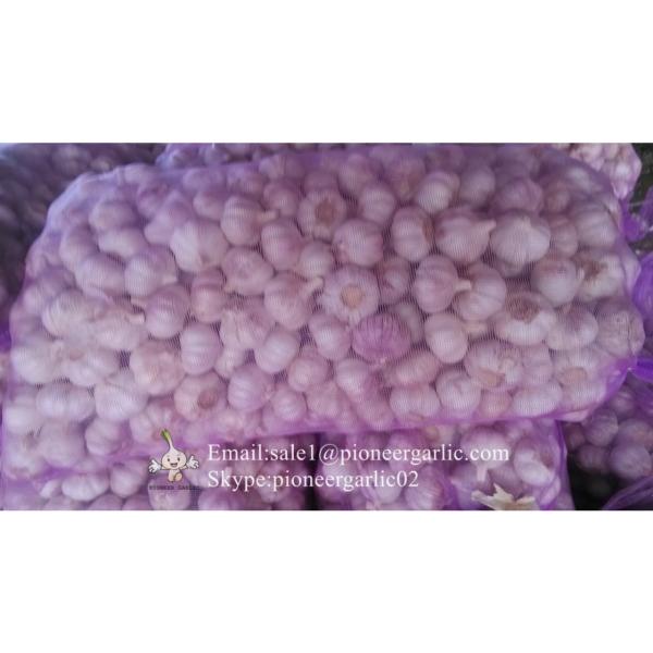 New Crop 5.5cm Normal White Fresh Garlic In 10 kg Mesh Bag packing #1 image