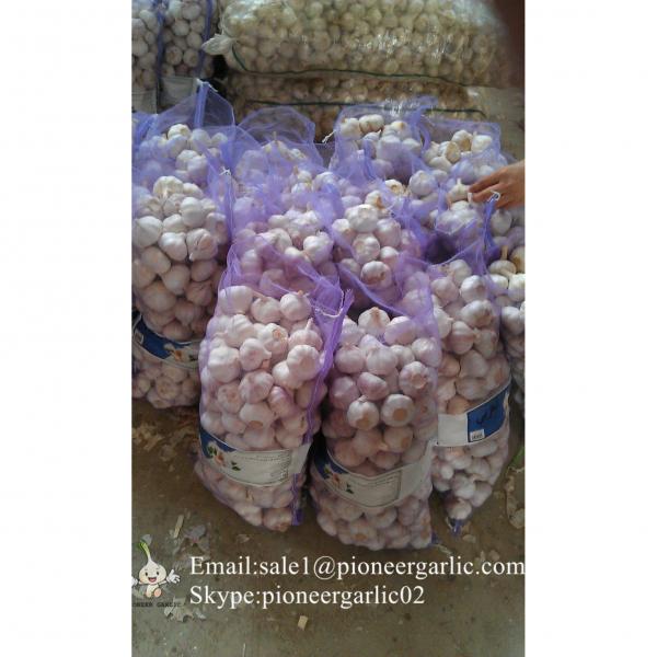 New Crop 5.5cm Normal White Fresh Garlic In 10 kg Mesh Bag packing #3 image