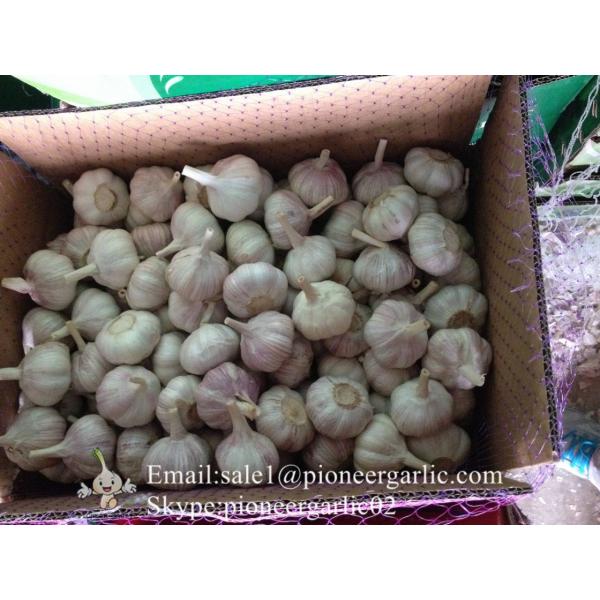 New Crop 6cm and up Purple Fresh Garlic In 10 kg Box packing #1 image