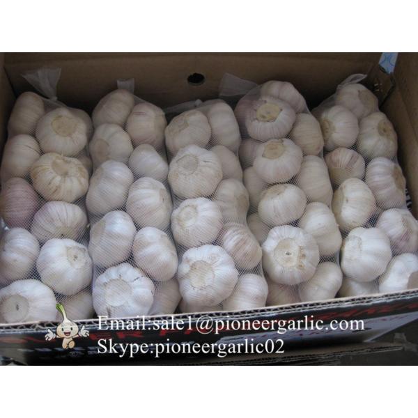 Best seller Purple Garlic 5.0cm-5.5cm Packed in Mesh Bag or Carton Box #1 image