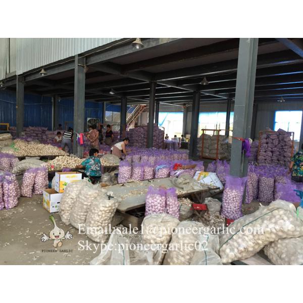 Jinxiang Fresh 5.5-6.0cm Chinese Red Garlic Packed in Mesh Bag for Garlic Wholesale Buyers around the world #4 image