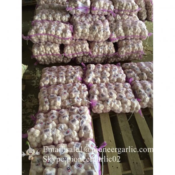 Normal White Purple Garlic with Favorable Price Best Quality #5 image