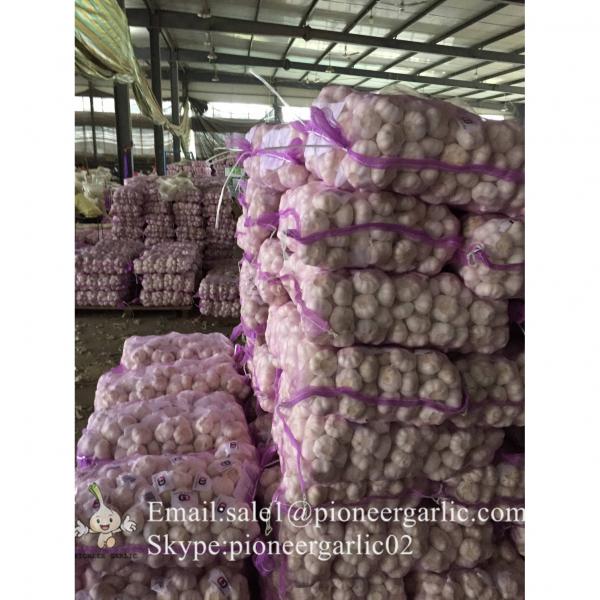 2017 New Crop 5cm Normal White Fresh Garlic 10kg Mesh Bag Packing #2 image