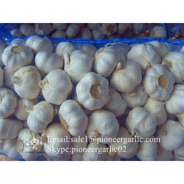 New Crop 5.5cm Pure White Chinese Fresh Garlic Small Packing In Mesh Bag #2 image