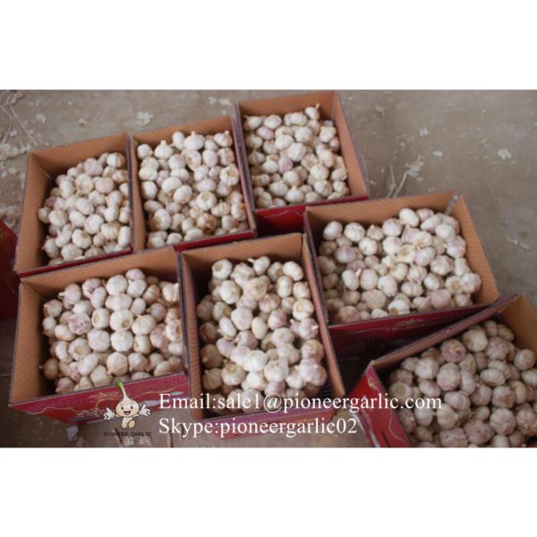 Chinese Fresh Red Garlic (Allium Sativum) Packed In Mesh Bag #1 image