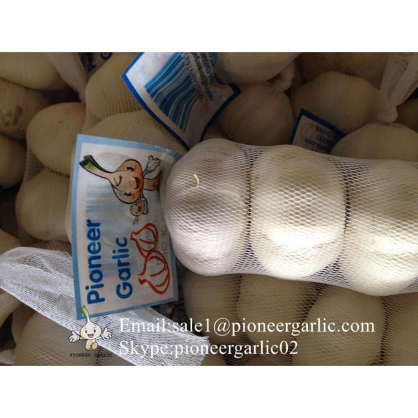 New Crop Chinese 4.5cm Pure White Fresh Garlic Loose Carton Packing #3 image