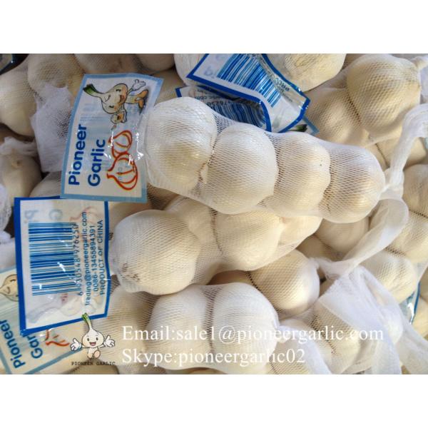 New Crop 5.5cm Pure White Chinese Fresh Garlic Small Packing In Mesh Bag #3 image