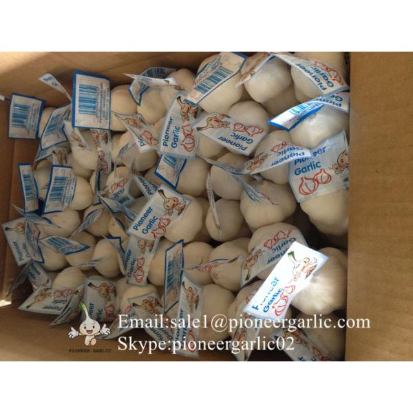 New Crop Chinese 4.5cm Pure White Fresh Garlic Loose Carton Packing #2 image
