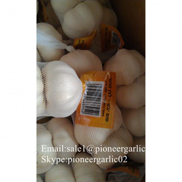 New Crop Chinese 4.5cm Pure White Fresh Garlic Loose Carton Packing #4 image