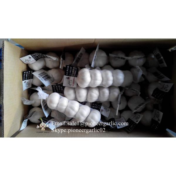 Pure White Chinese Garlic 4.5-5.0cm Packed in Mesh Bag #4 image