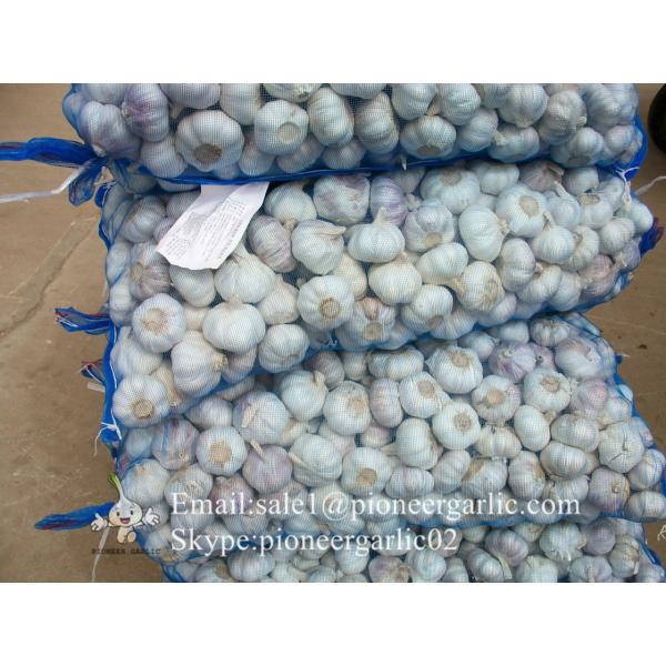 New Crop 6cm and up Normal White Fresh Garlic In 10 kg Mesh Bag packing #1 image