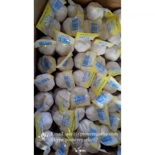 New Crop Chinese 4.5cm Pure White Fresh Garlic 3p small packing in box #4 image