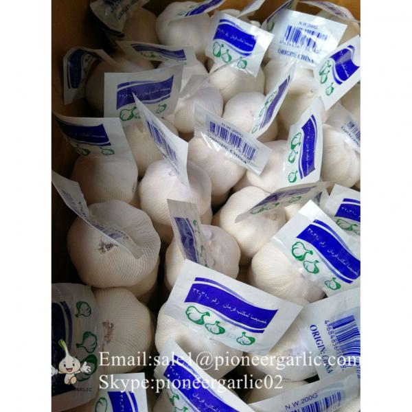Chinese Fresh Jinxiang Pure White Garlic Small Packing In 10kg Box #5 image
