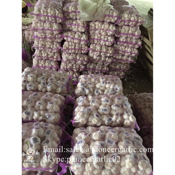 New Crop Chinese 4.5cm Pure White Fresh Garlic 3p small packing in mesh bag #1 image