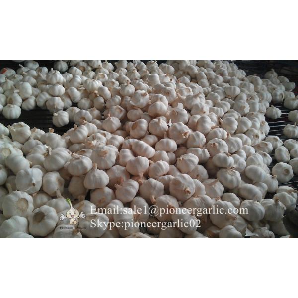 New Crop Chinese 4.5cm Pure White Fresh Garlic 3p small packing in mesh bag #4 image