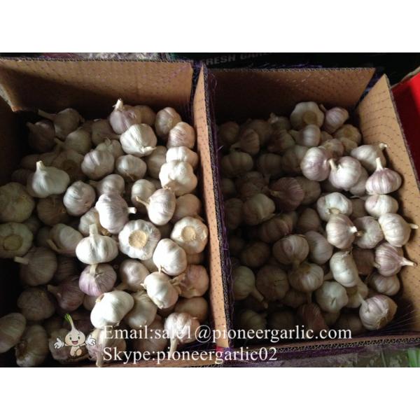 Chinese Fresh Red Garlic (Allium Sativum) Packed In Mesh Bag #3 image