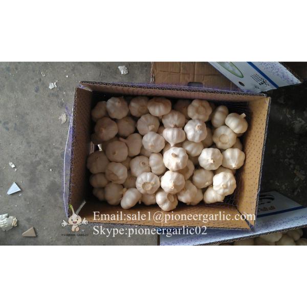 2017 New Crop Best Quality Chinese Red Garlic In Various Sizes  #4 image