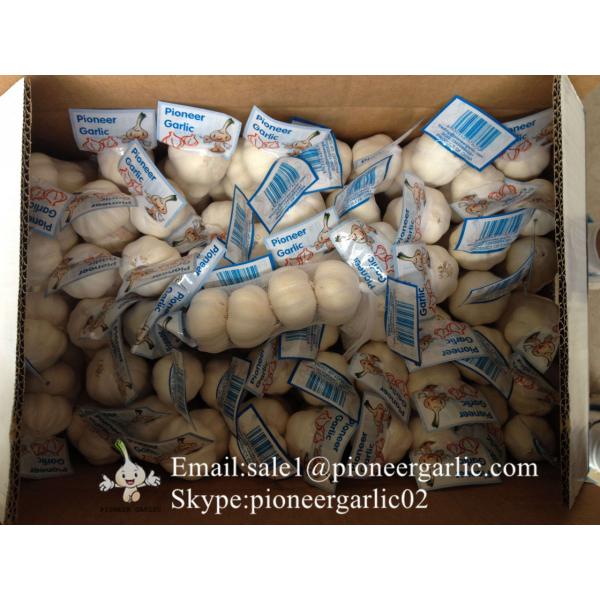 2017 Crop Pure White 5.5cm Fresh Garlic From Jinxiang Small Packing #3 image