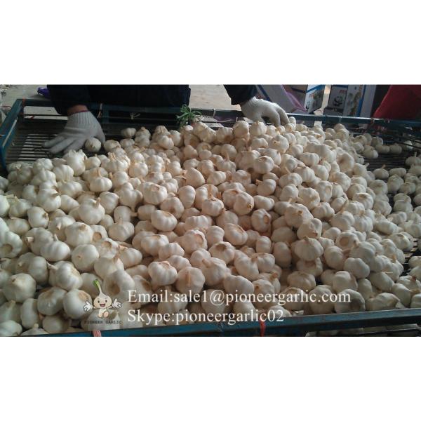 100% Nature Made 5.5cm Pure White Garlic Cultivated In Jinxiang Shandong China #1 image