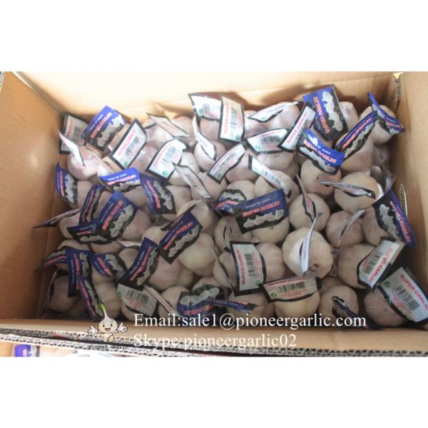 New Crop Chinese 4.5cm Snow White Fresh Garlic Loose Carton Packing #3 image