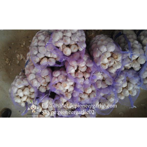 Jinxiang Fresh 5.5-6.0cm Chinese Red Garlic Packed in Mesh Bag for Garlic Wholesale Buyers around the world #5 image