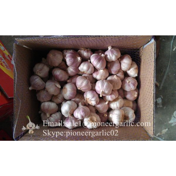 New Crop 5.5cm Purple Fresh Garlic In 10 kg Mesh Bag packing #4 image