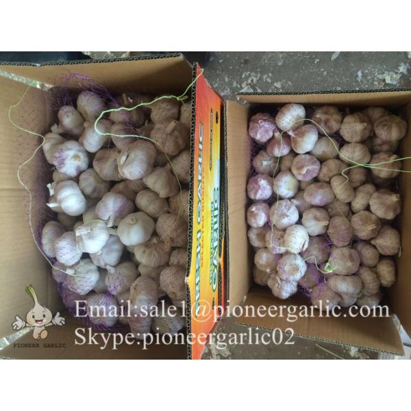 Best seller Normal White Garlic 5.0cm-5.5cm Packed in Mesh Bag or Carton Box #1 image